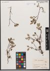 Foto von Salix reticulata L.